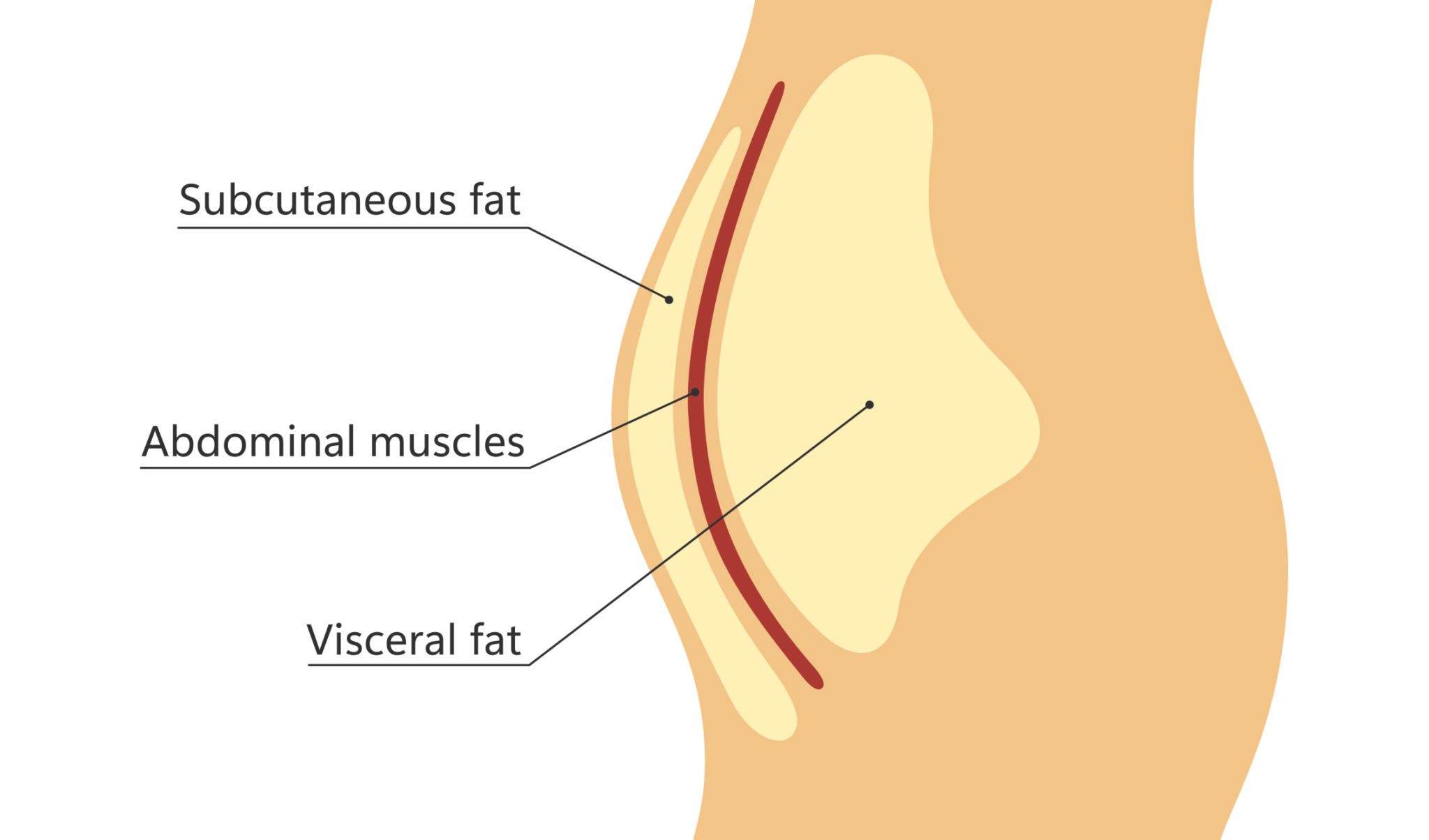 Diagram showing difference between subcutaneous fat, abdominal muscles, and visceral fat in the human belly area